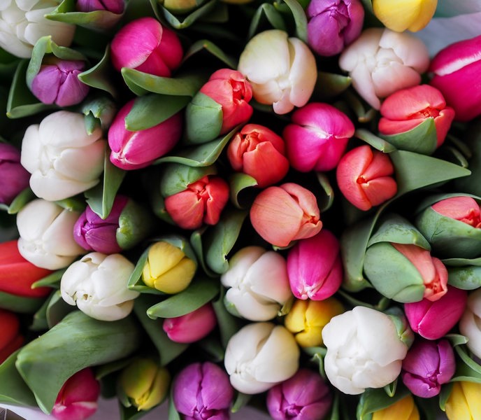 tulpaner.jpg